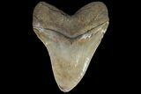 Serrated, Fossil Megalodon Tooth - Beautiful Color #89793-2